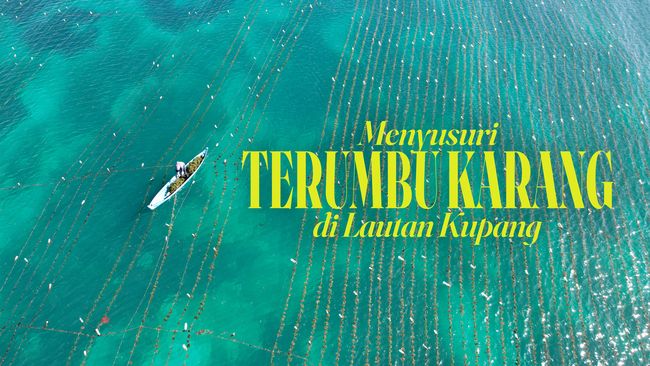 Longform – Menyusuri Terumbu Karang di Lautan Kupang