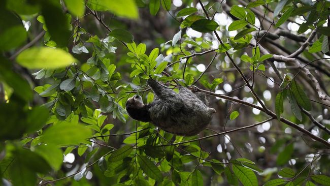 6 Bentuk Pemanfaatan Sumber Daya Hutan di Indonesia, Apa Saja?