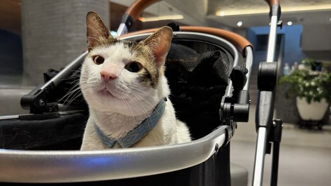 Ini Tips Memilih Stroller Kucing seperti Bobby Kucing Prabowo